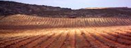 Viñedos con vistas al Moncayo